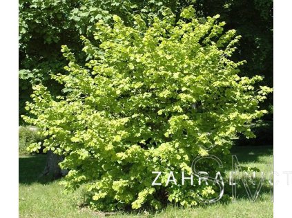 Corylus avellana  líska obecná