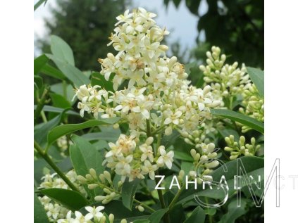Ligustrum vulgare  ptačí-zob obecný