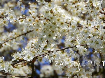 Prunus spinosa  trnka-Slivoň trnitá