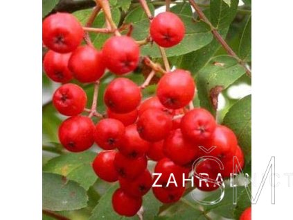 Sorbus aucuparia  Jeřáb ptačí