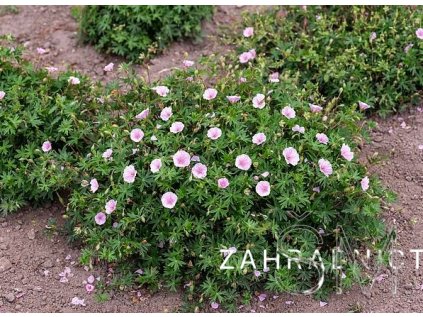 Geranium sang. 'Apfelblüte' Kakost krvavý 'Apfelblüte'