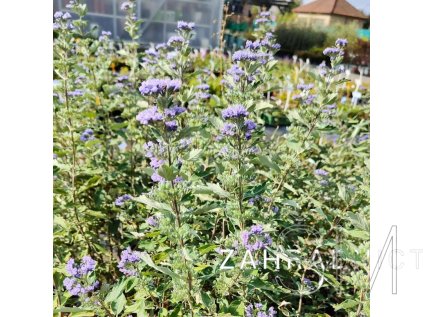 Caryopteris cland. 'Arthur Simm.'  Ořechokřídlec