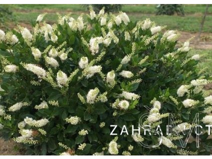 Clethra alnifolia 'Sixteen Candles'  jochovec olšolistý