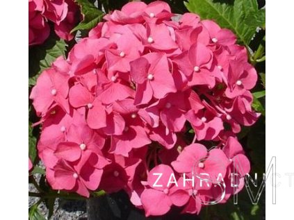 Hydrangea macr. 'King George V' Hortenzie 'King George V'