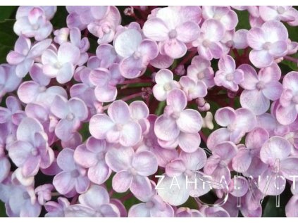 Hydrangea macr. 'Ayesha' Hortenzie velkokvětá 'Ayesha'