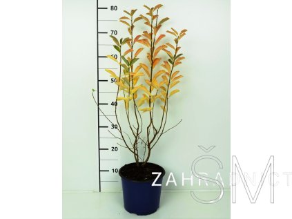 Exochorda 'Magical Springtime®' Hroznovec 'Magical Springtime®'