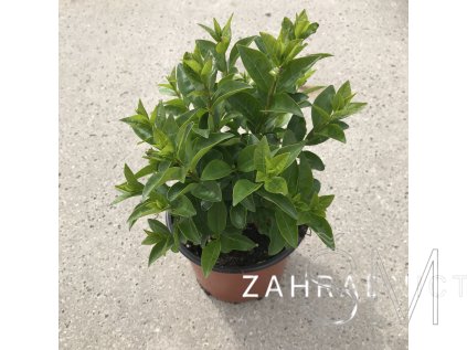 Ligustrum ovalifolium 'Green Diamond'® Ptačí-zob 'Green Diamond'®