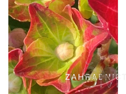 Hydrangea macr. 'M.F.S.® Ruby Tuesday'  Hortenzie 'M.F.S.® Ruby Tuesday'