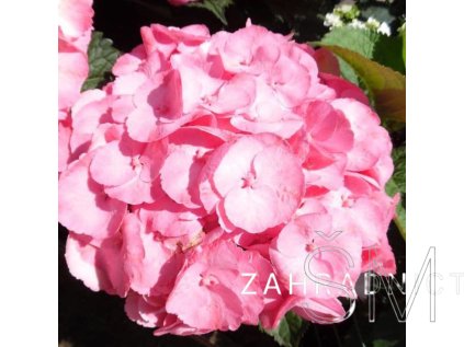 Hydrangea macr. 'R.® Dolce Chic' Hortenzie 'R.® Dolce Chic'