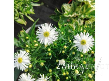 Aster dumosus 'Kristina'  Hvězdnice keříčková 'Kristina'