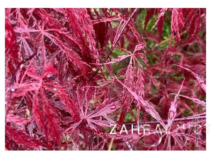 Acer palmatum 'Tamukeyama' Javor dlanitolistý