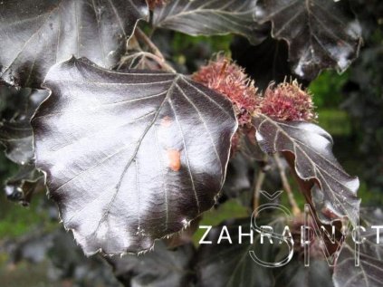 Fagus sylvatica 'Atropunicea' Buk lesní 'Atropunicea'