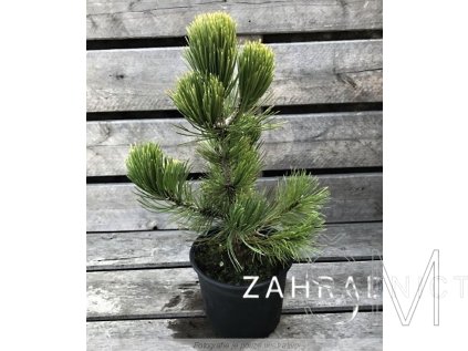 Pinus leucodermis 'Compact Gem'  Borovice bělokorá  'Compact Gem'