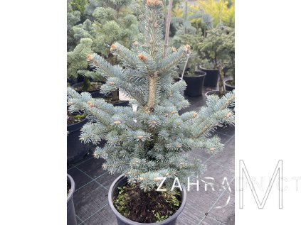 Abies lasiocarpa 'Compacta'  Jedle plstnatoplodá zakrslá 'Compacta'