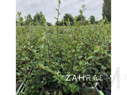 Cotoneaster divaricatus  Skalník rozkladitý