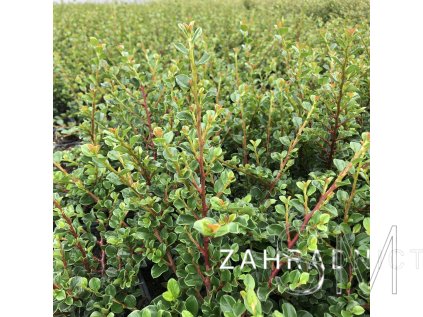 Cotoneaster horizontalis  Skalník vodorovný