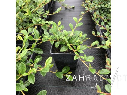 Cotoneaster dammeri  Skalník Dammerův