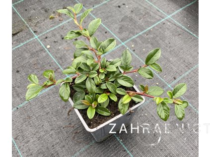 Cotoneaster dammeri 'Major'  Skalník Dammerův 'Major'