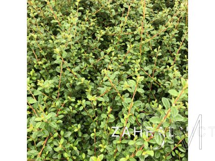 Cotoneaster dammeri 'Jürgl'  Skalník Dammerův 'Jürgl'