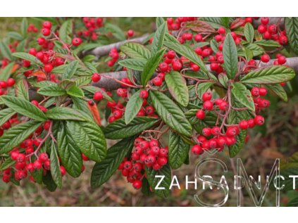 Cotoneaster salicifolius  skalník vrbolistý