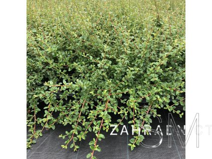 Cotoneaster dammeri 'Royal Carpet'  Skalník Dammerův 'Royal Carpet'