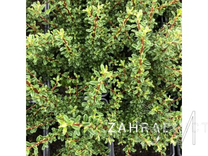 Cotoneaster microphyllus var. thymifolius  Skalník drobnolistý
