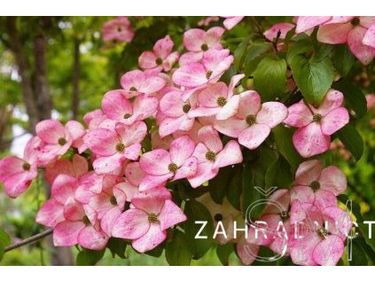 Cornus kousa 'Satomi'  dřín japonský