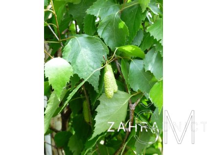 Betula verrucosa  Bříza (bílá) bradavičnatá