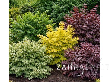 Corylus avellana v kultivarech  líska obecná