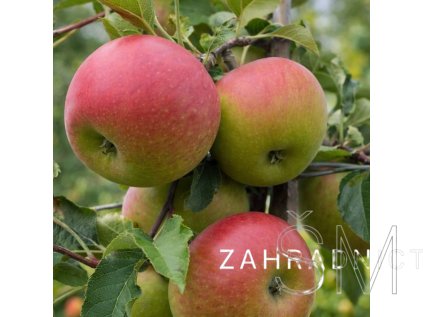 Malus d. 'Jonagold'  jabloň zimní