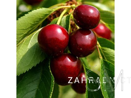 Prunus avium 'Regina'  třešeň pozdní