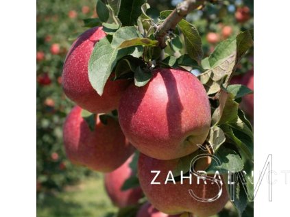 Malus d. 'Gloster'  jabloň zimní