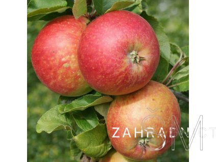 Malus d. 'Melrose'  jabloň domácí