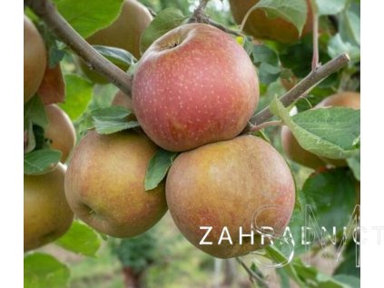 Malus d. 'Belle de Boskoop'  jabloň 'Belle de Boskoop'