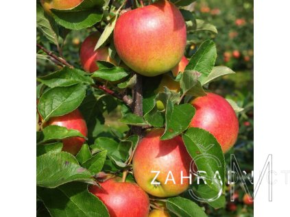 Malus d. 'Elstar'  jabloň - podzimní