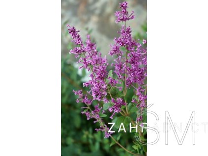 Syringa 'Dark Purple' PBR  Šeřík