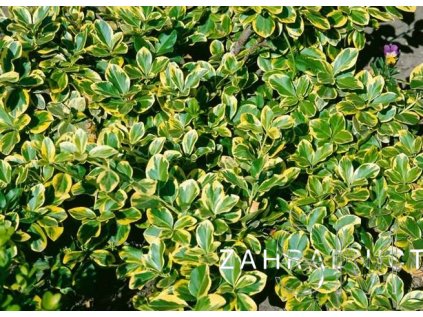 Euonymus fort. 'Canadale Gold'  brslen Fortuneův  'Canadale Gold'