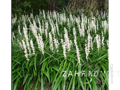 Liriope musc. 'Monroe White'  Podzimní modřenec  'Monroe White'