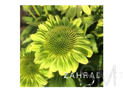Echinacea pur. 'Verdana'  Třapatka 'Verdana'