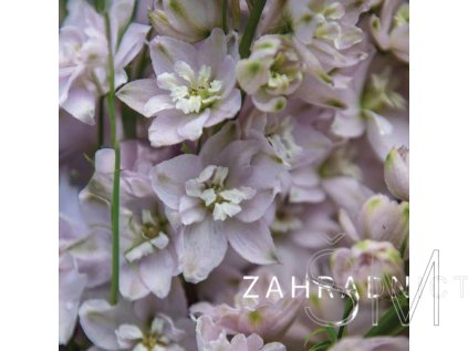 Delphinium cul. M.F. 'Cherry Blossom'  Ostrožka  'Cherry Blossom'