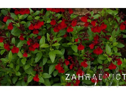 Salvia greggii 'Mirage Burgundy'  Šalvěj Gregorova 'Mirage Burgundy'