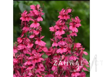 Lobelia sp. 'Starship DeepRose'  Lobelka nádherná