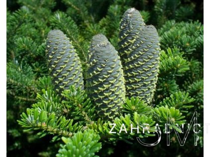Abies koreana  Jedle korejská
