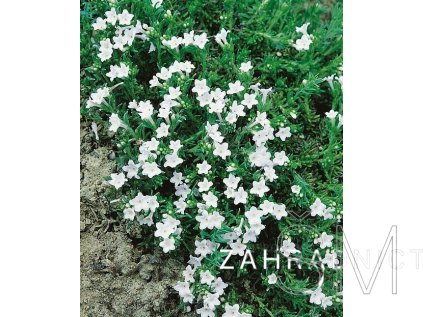 Lithodora diffusa 'White'  Kamejka větvená 'White'