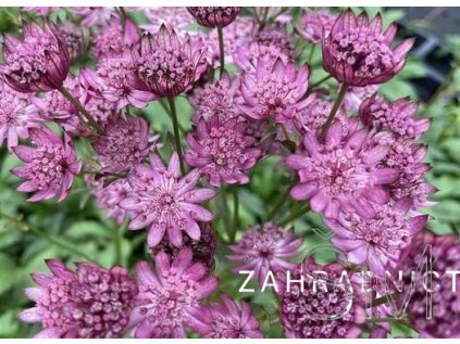 Astrantia major 'Cerise Button'  Jarmanka 'Cerise Button'