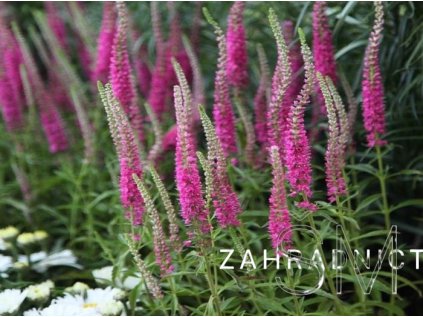 Veronica spic. 'Rotfuchs'  Rozrazil klasnatý 'Rotfuchs'
