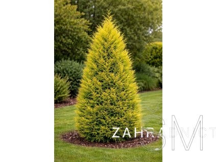 Cupressocyparis l. 'Excalibur Gold'  cypřišovec Leylandův