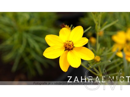 Coreopsis vert. 'Zagreb'  Krásnoočko přeslenité 'Zagreb'