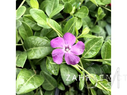 Vinca minor 'Verino®'  Barvínek menší 'Verino®'