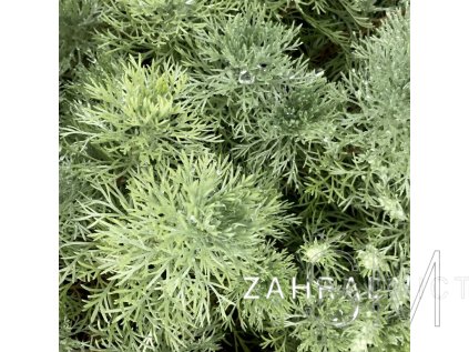Artemisia schmid. 'Nana Attraction'  Pelyněk Schmidtův 'Nana Attraction'